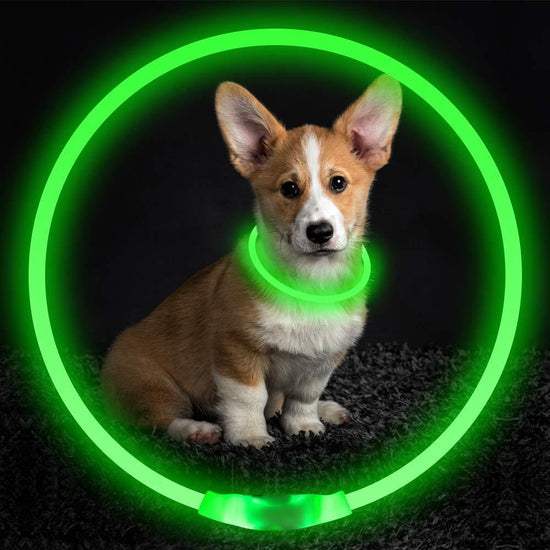 Glow-in-the-dark LED dog collar with adjustable brightness, perfect for keeping pets visible during night walks