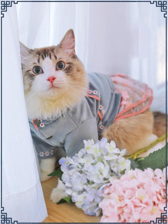 Pet cat clothes – stylish and comfortable apparel designed for cats, providing both fashion and comfort for your feline friend